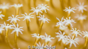 "Field of Stars" 

Taken of an anemone in Raja Ampat, I... by Brooke Sippel 